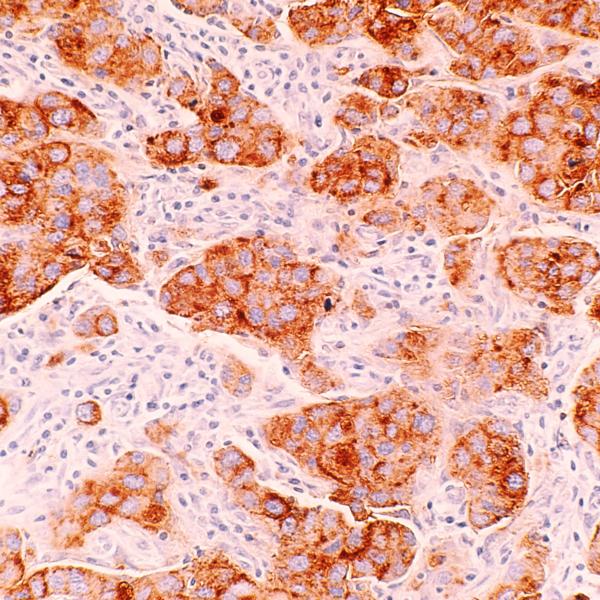 microscopic cell image